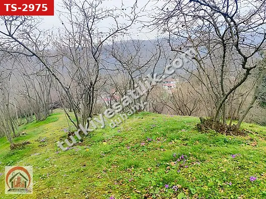 Akyazı Taşburun'da Manzaralı Satılık Fındıklık (Takasa Açık)